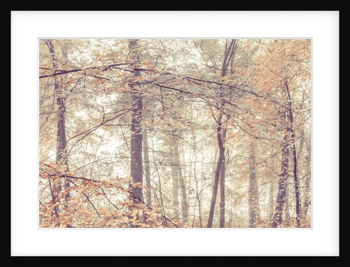 Misty forest by Assaf Frank